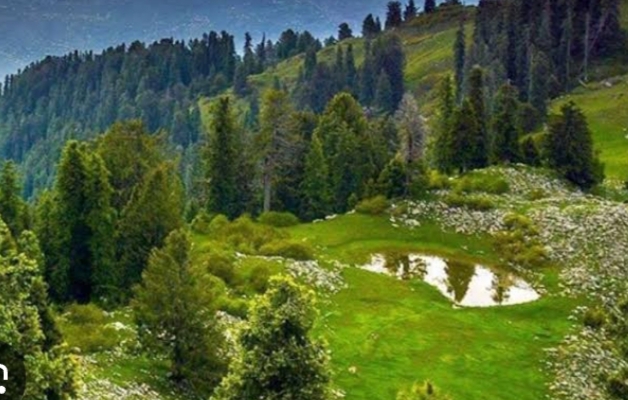 Mushkpuri Top